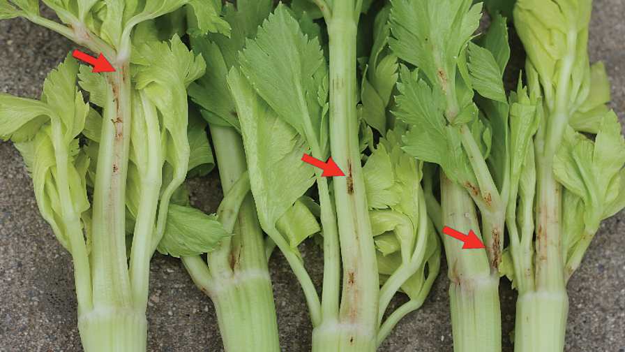 The lesions appearing on these celery stalks indicate lygus bug feeding injury. Photo credit: Shimat Joseph