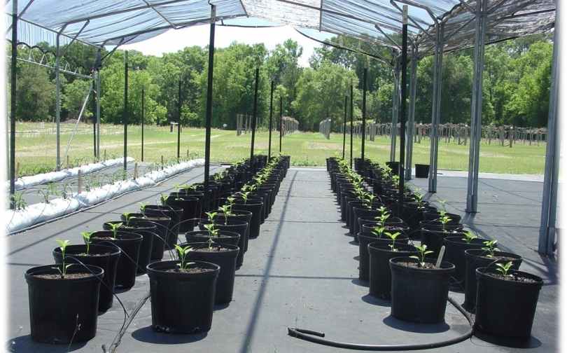 Peppers in containers have individual irrigation emitters. Photo credit: Bob Hochmuth 