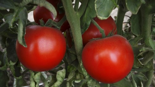us agriseeds tomato 1508