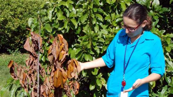 UF/IFAS researcher Cristina Pisani examines ailing avocado tree