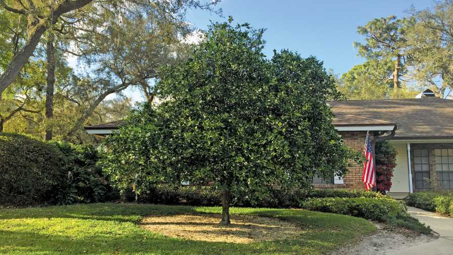 Dooryard citrus tree in Florida