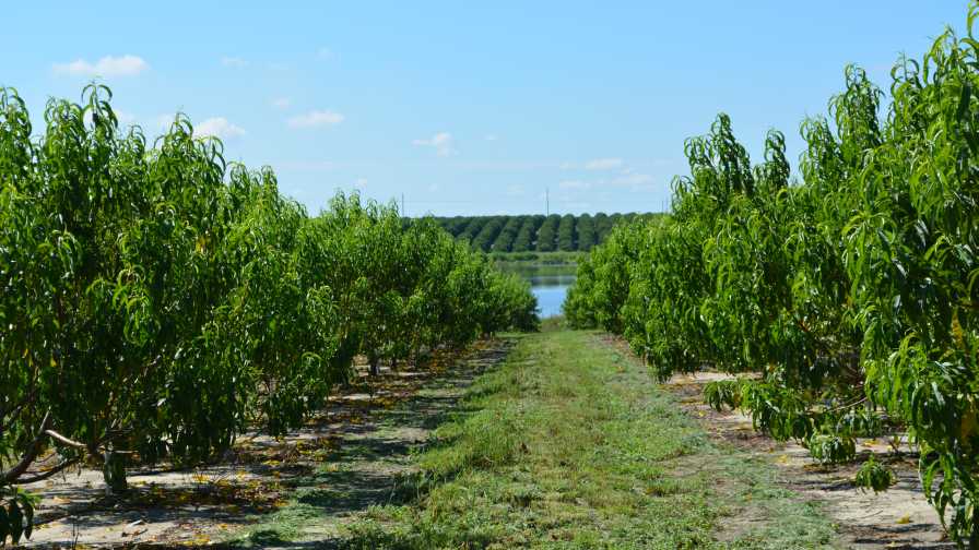 Florida peach planting with a citrus grove in the backdrop