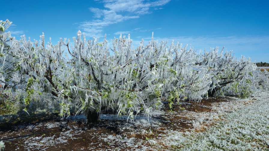 Freeze protected peach trees in Florida