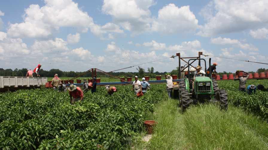 farm labor pic for web