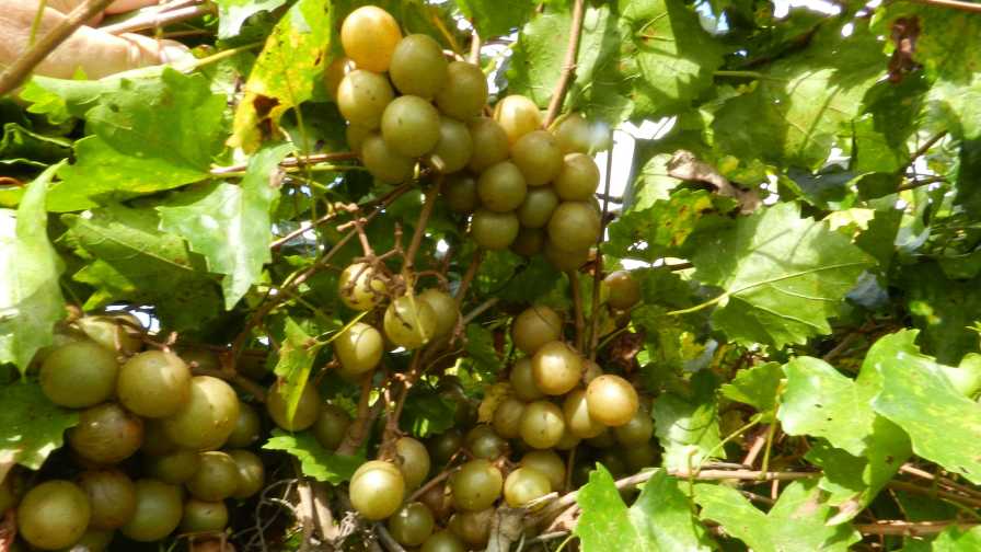 a bunch of muscadine grapes