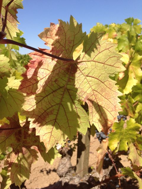 A vine shows signs of red blotch along a leaf. (Frank Zalom)