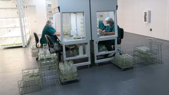 Labworkers at AgroMillora's new tissue culture facility in Florida