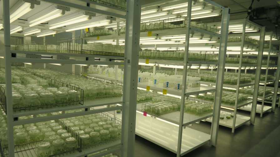 AgroMillora's new tissue culture facility in Wildwood, FL