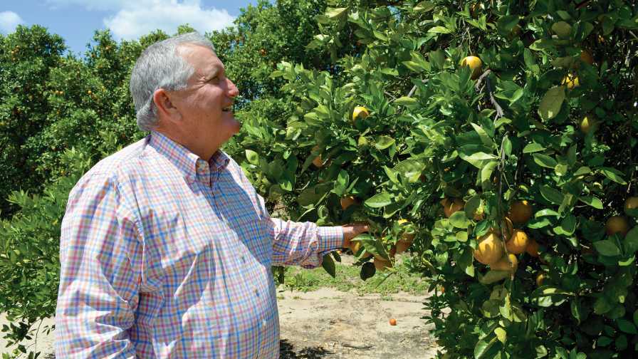 Marty McKenna inspects a tree in his citrus grove