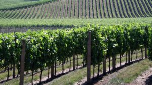 California Wine Products Punch Drunk from Tariffs