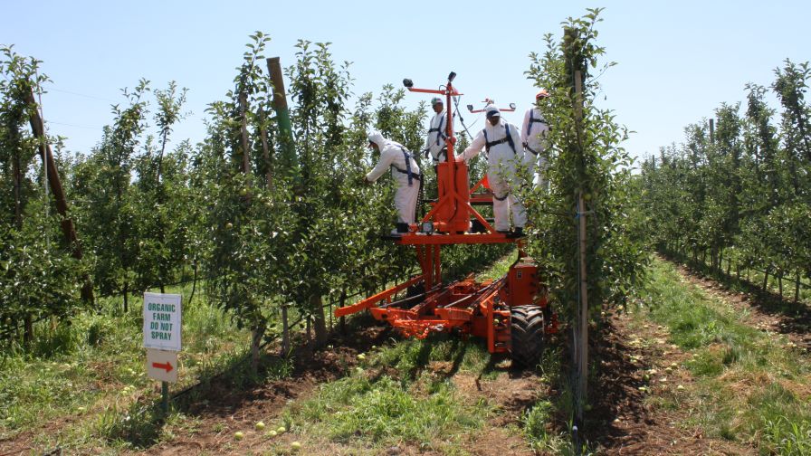These workers use a platform from Automated Ag for hand thinning. (Photo credit: Christina Herrick)