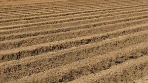 Healthy Soil Can Suppress Plant Pests, to a Point