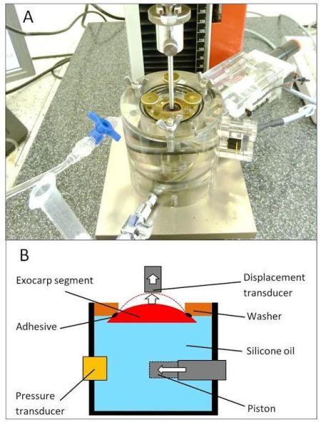Researchers used an elastometer (seen in figure A), in which hydrostatic pressure is generated by displacing the silicone oil in the lucite chamber using a piston (seen in picture B), to increase pressure and cause cherry fruit skin to bulge outwards. During bulging the skin is subjected to biaxial tension, causing strain. Pressure in the system and height of the bulging skin segment are measured using electronic pressure and displacement transducers. (Photo credit: Moritz Knoche)