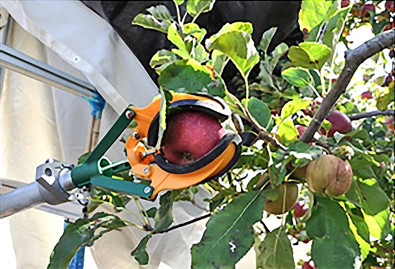 upclose of Israeli apple harvester