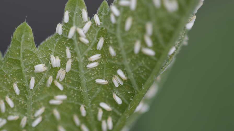 Whiteflies on a leaf
