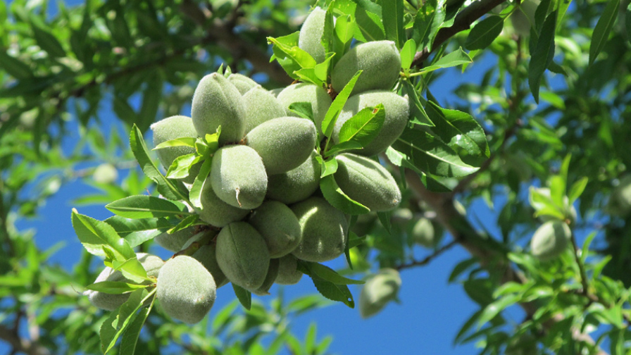 Where Do Almond Trees Grow