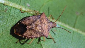 Close-up of a brown stink bug