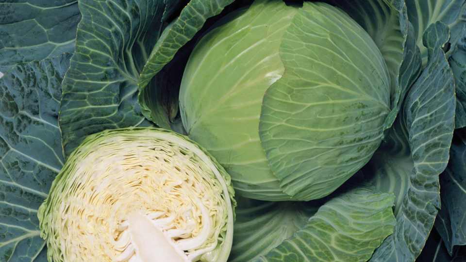 15 Of The Latest Cabbage Varieties Growing Produce