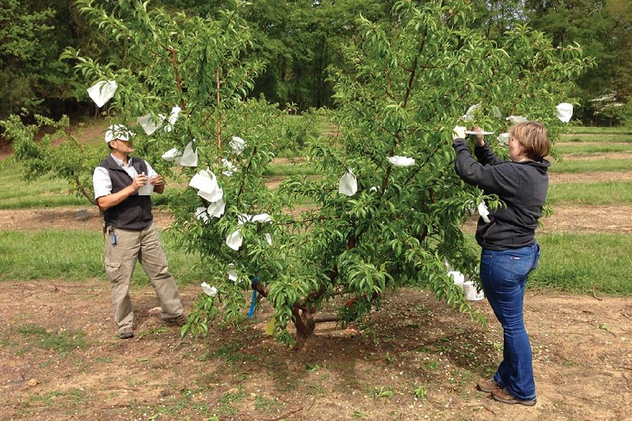 Clemson University researcher Guido Schnabel and graduate student Jaine Allran bag fruit — perhaps the only means to grow quality organic peaches in South Carolina. (Photo credit: Juan Carlos Melgar, Clemson University.)