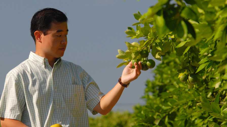UF/IFAS scientist Daniel Lee inspects immature citrus fruit in a Florida orange grove.