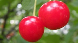 Tart Cherry Growers Cheer for Tariff on Imported Juice