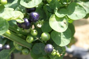 Solanum scabrum African nightshade or black nightshade Rick VanVranken