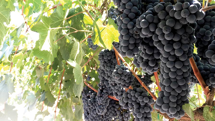 This is one of the most promising red winegrapes for California's San Joaquin Valley, a clone of Teroldego. (Photo credit: Lindsay Jordan, UCCE)