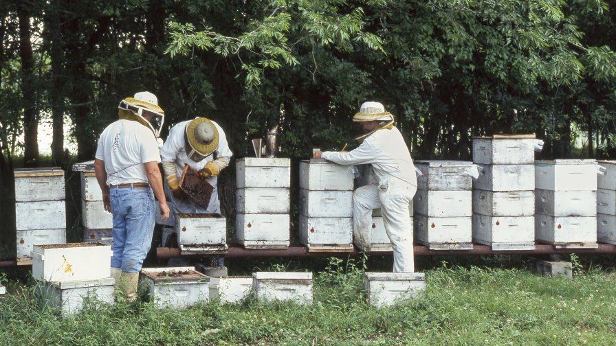The ARS Honey Bee Breeding, Genetics and Physiology Lab and the Louisiana Armed Forces Foundation are teaching beekeeping to veterans. (Photo credit: Scott Bauer, USDA-ARS)