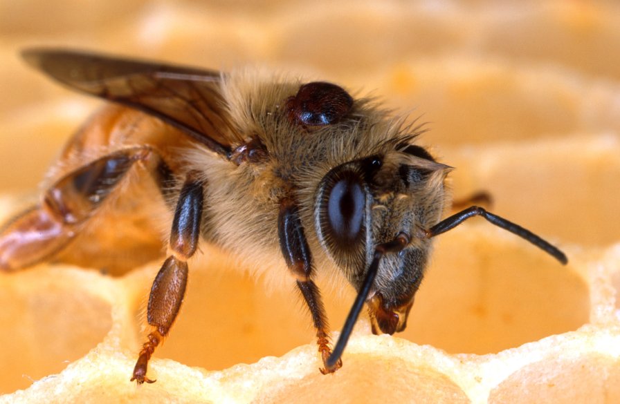 Varroa mites, like the one attached to the back of this honey bee, can decimate unprotected hives. The tiny parasites feed on the bees' blood and can infect them with harmful viruses. (Photo credit: Scott Bauer, USDA-ARS)