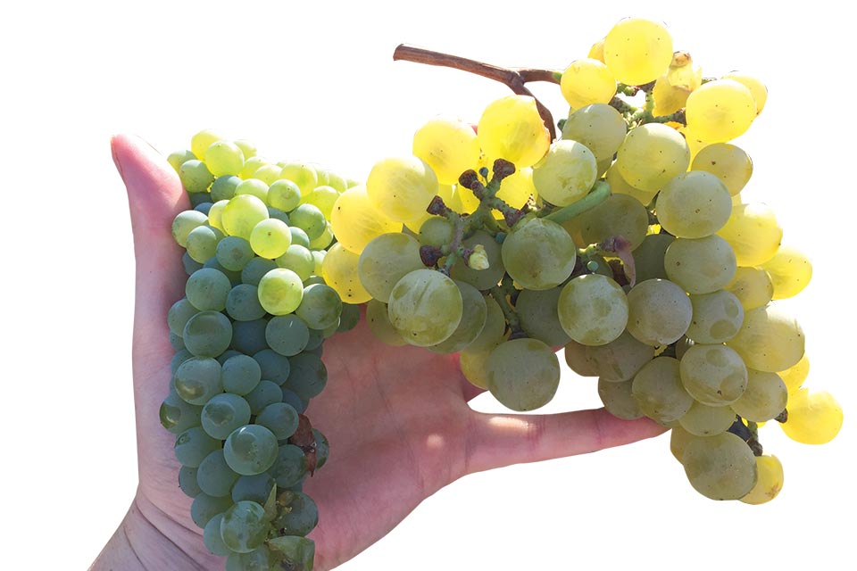 While harvested on the same day, these two heat-loving white winegrapes, Greco di Tufo (left) has dramatically different berry size than Perera (right). (Photo credit: Lindsay Jordan, UCCE)