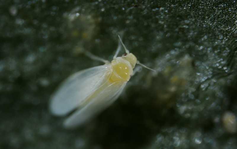 Closeup of Q-biotype or B-biotype whitefly