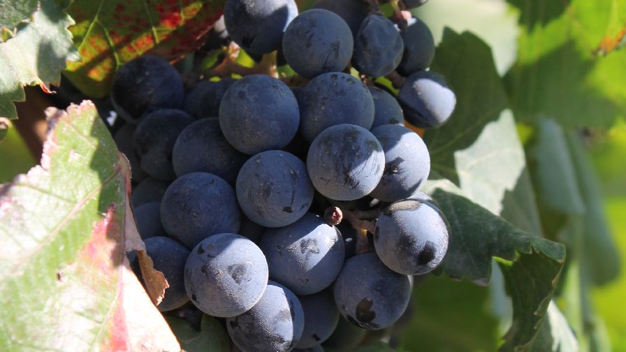 Alicante Winegrapes Just Prior To Harvest Lodi, CA