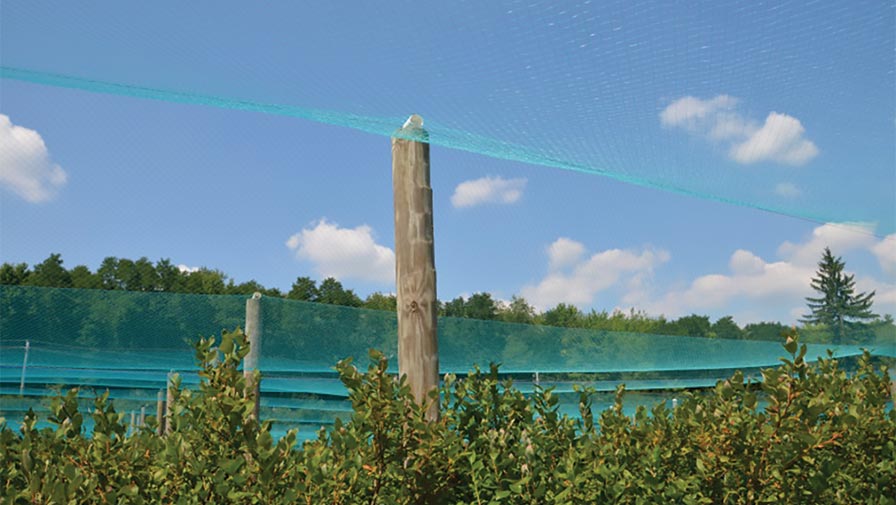 This grower uses overhead bird netting system to protect the fruit at a blueberry farm in northeast Ohio. (Photo credits: Gary Gao, The Ohio State University)