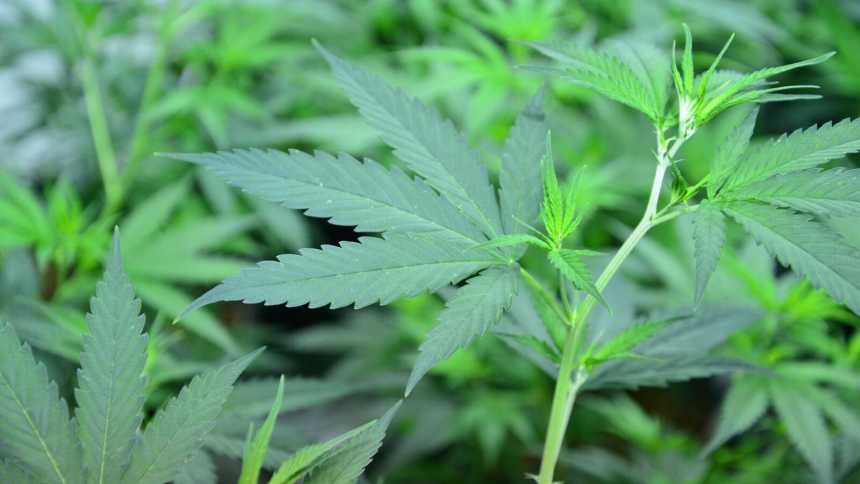 Cannabis plant closeup