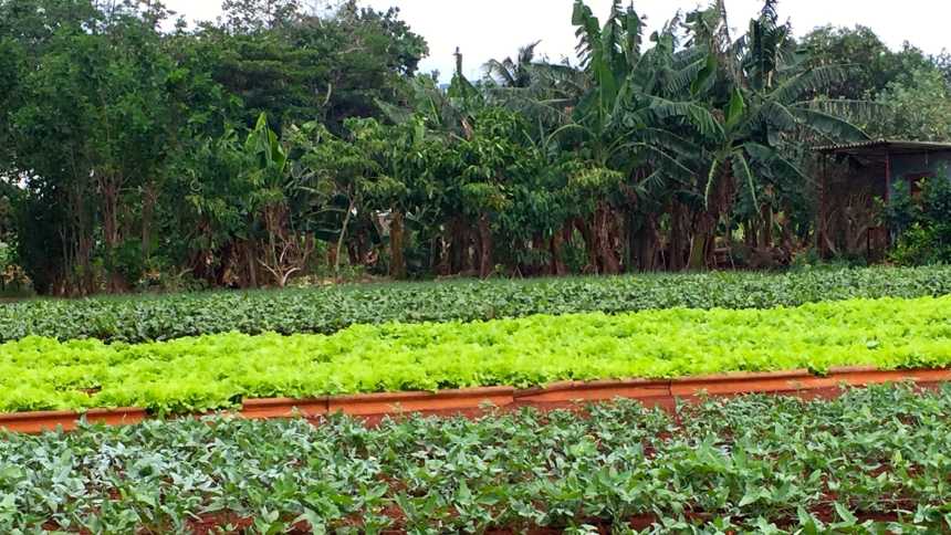 Urban vegetable farm in rural Cuba
