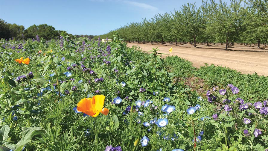 These wildflowers, planted near a California almond orchard, can be extremely effective in aiding pollinators. (Photo credit: Katharina Ullmann, Xerces Society)