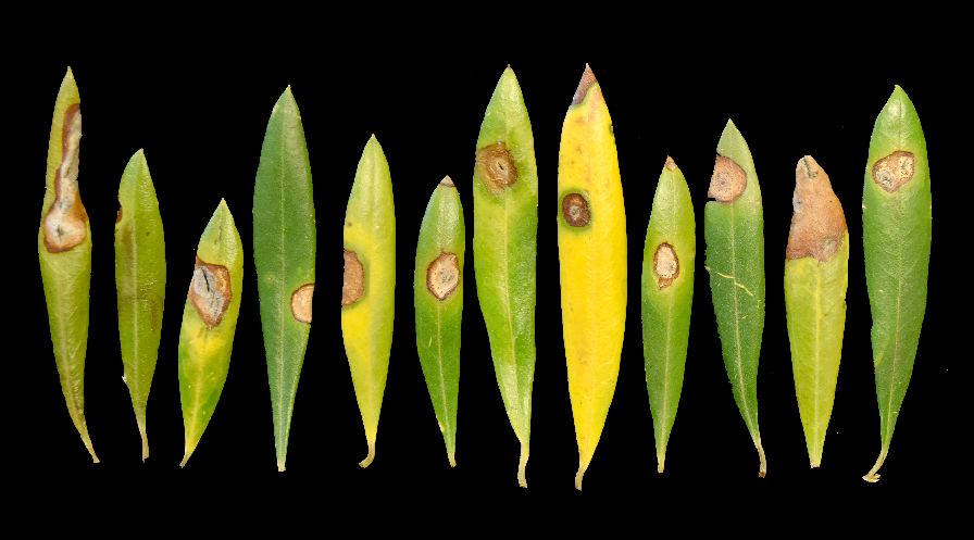 Neofabraea Leaf Spot on 'Arbosana' olive tree leaves. (Photo credit: Flourent Trouillas, University of California)