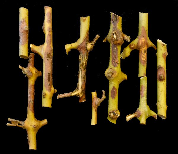 Neofabraea pathogen twig lesions on 'Arbosana' cultivar. (Photo credit: Flourent Trouillas, University of California)