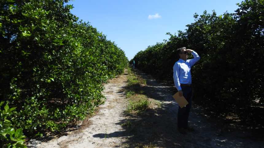 Citrus Postbloom Fruit Drop field day hosted by BASF in Florida