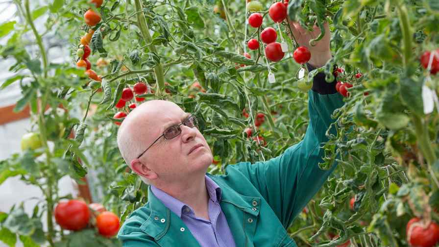 The precise mechanisms involved in tomato softening have remained a mystery until now. Research led by Graham Seymour, Professor of Plant Biotechnology in the School of Biosciences at The University of Nottingham, has identified a gene that encodes an enzyme which plays a crucial role in controlling softening of the tomato fruit. 