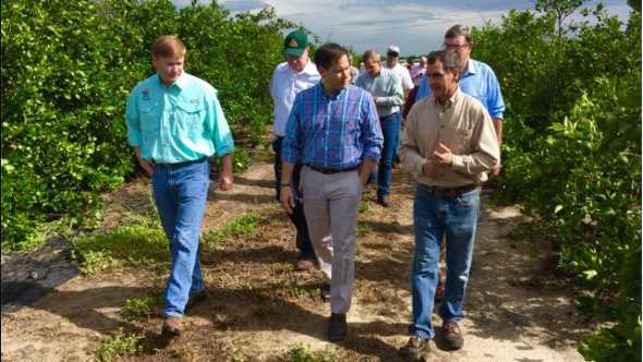Marco Rubio tours a Central Florida citrus grove with industry dignitaries