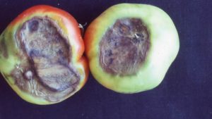 Blossom end rot on tomatoes is an example of one common abiotic issue that is caused by a combination of a nutrient disorder and environmental factors. Photo courtesy of the University of California Cooperative Extension.