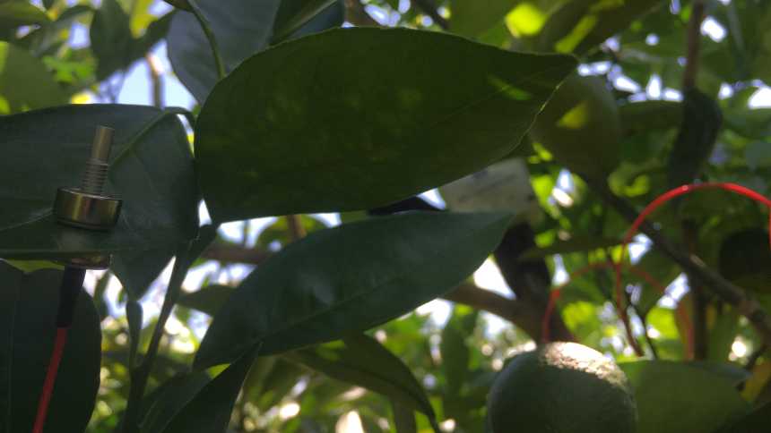 Closeup of a Yara Water Solution sensor on a citrus leaf