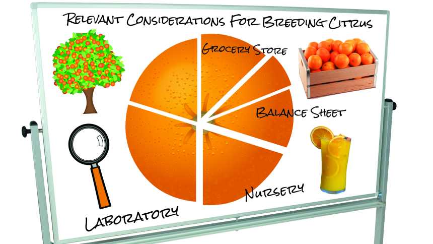 Citrus variety development white board illustration
