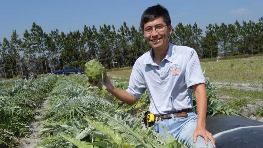 Shinsuke Agehara of UF/IFAS holding an artichoke in the middle of a Central Florida farm plot