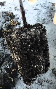 Ensuring adequate moisture of a potted tree root post-planting is critical. (Photo credit: Wes Asai)