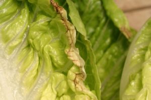 Tipburn on lettuce is caused by a localized calcium deficiency in affected tissue. Photo courtesy of University of California Extension.