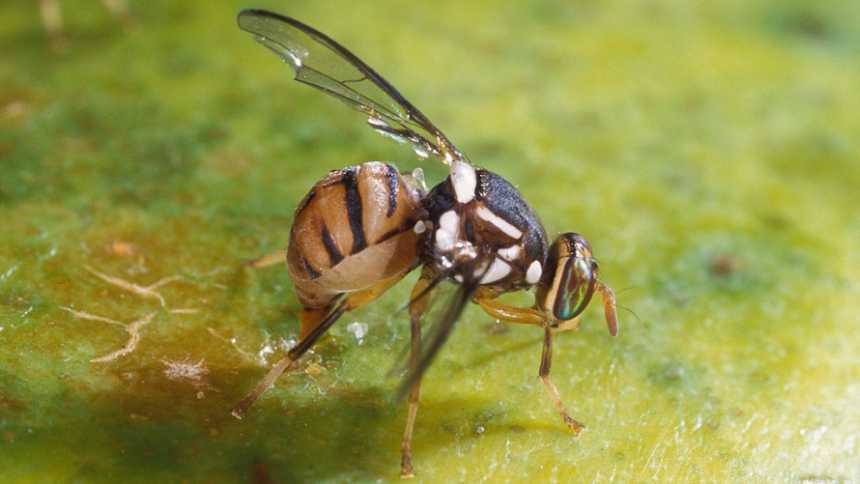 Closeup of Oriental fruit fly causing damage