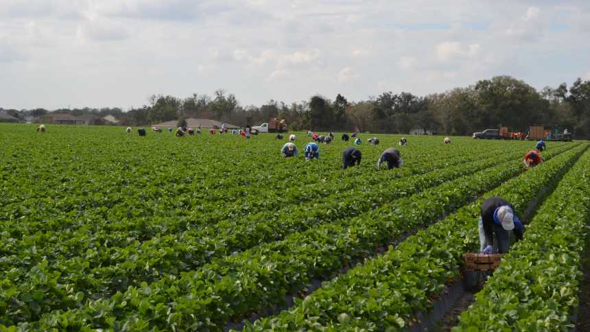 Workers picking in a Florida strawberry field