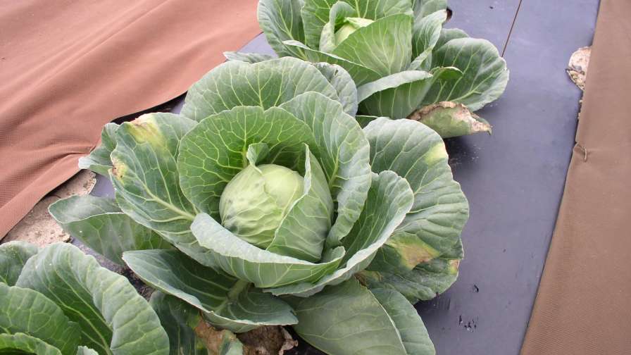 Black rot in cabbage